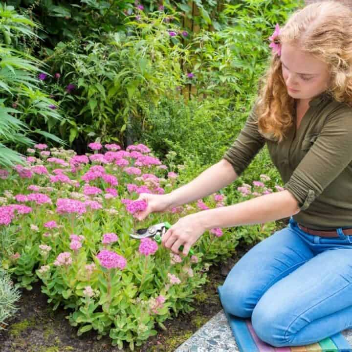 A woman kneels on a garden pad while using pruning shears to trim pink flowers in a well-maintained garden.