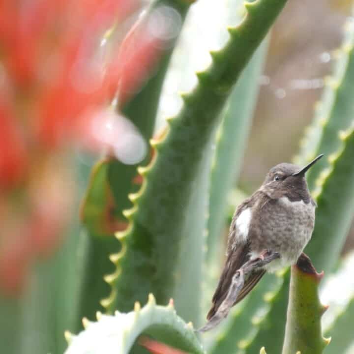A small hummingbird rests on the leaf of a spiky green succulent plant, with blurred red flowers in the foreground.