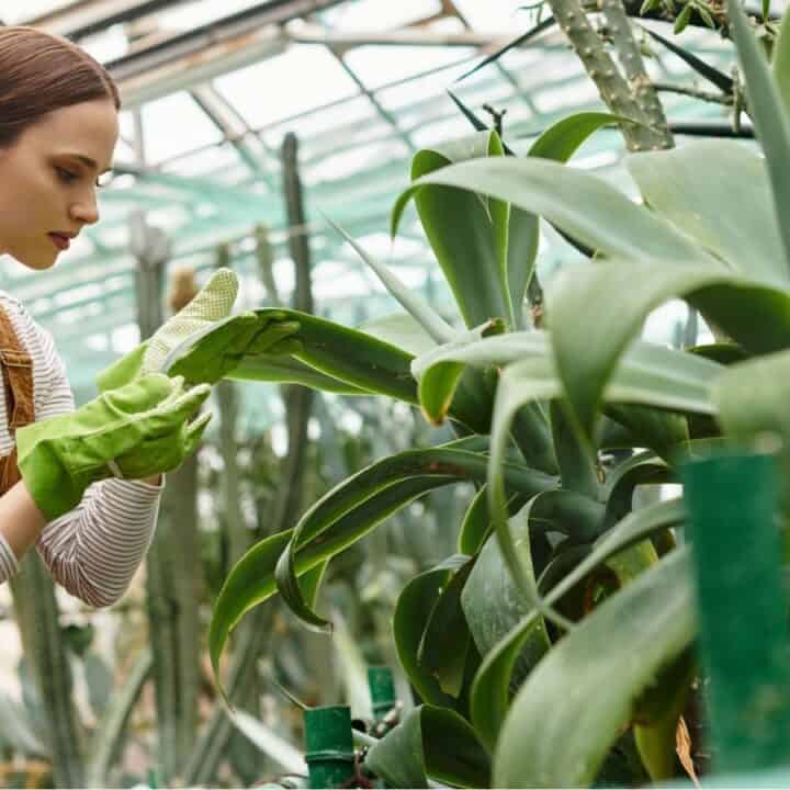A person wearing gloves and overalls inspects large green plants inside a greenhouse.