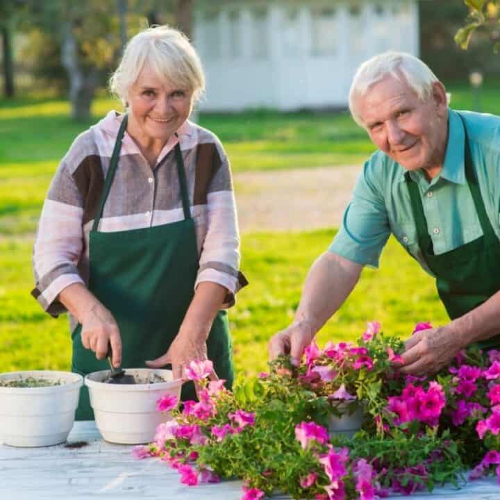 Two older adults wearing aprons work together planting flowers in pots at an outdoor table on a sunny day.