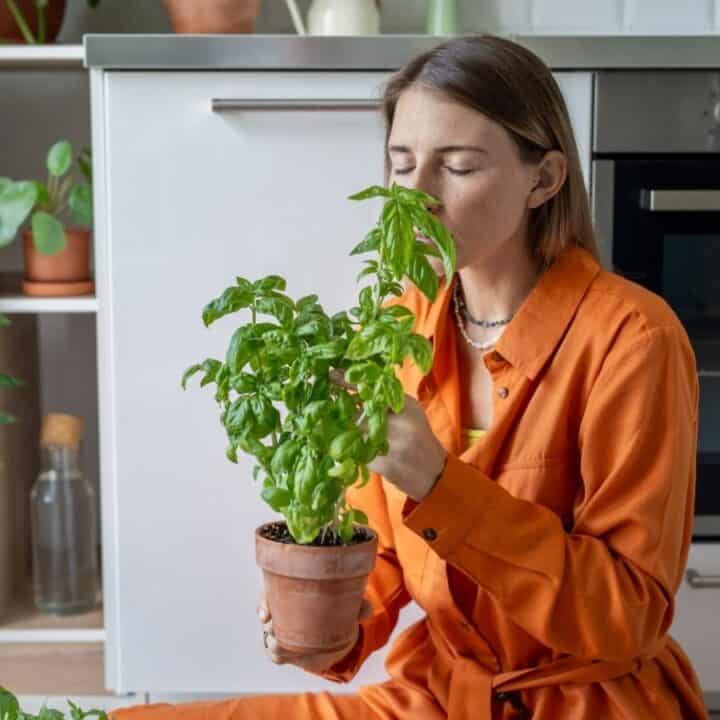 A person in an orange outfit sits in a kitchen holding a potted basil plant close to their face, surrounded by other houseplants.