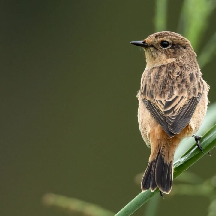 A small brown bird perches on a green blade of grass with a blurred green background.