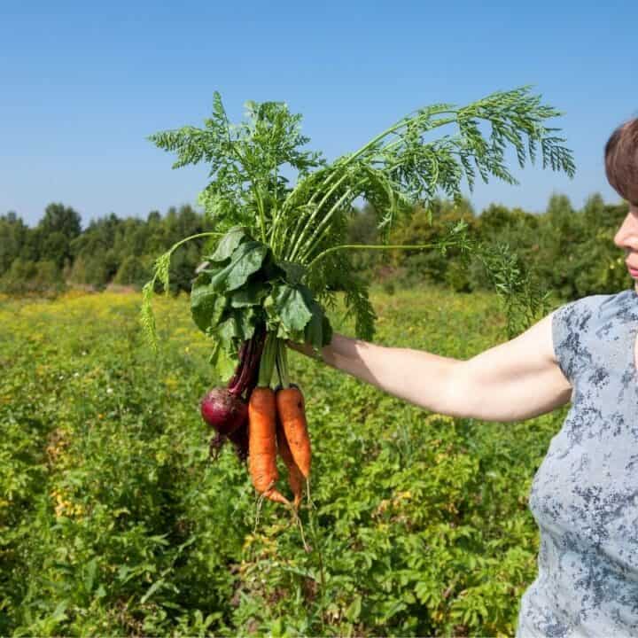 A woman stands in a garden holding freshly harvested carrots and beets with greenery and a house in the background.
