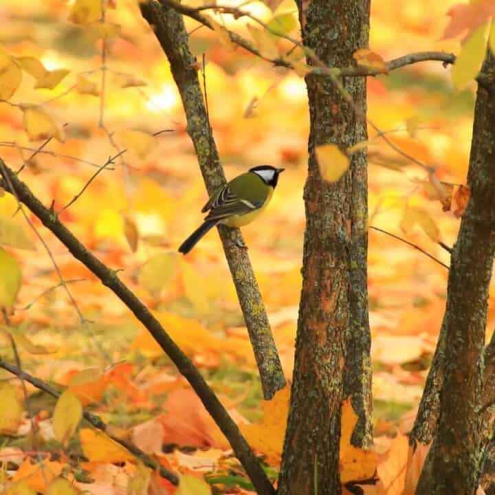 A small bird with a white cheek patch perches on a tree branch amid autumn foliage with yellow and orange leaves on the ground.