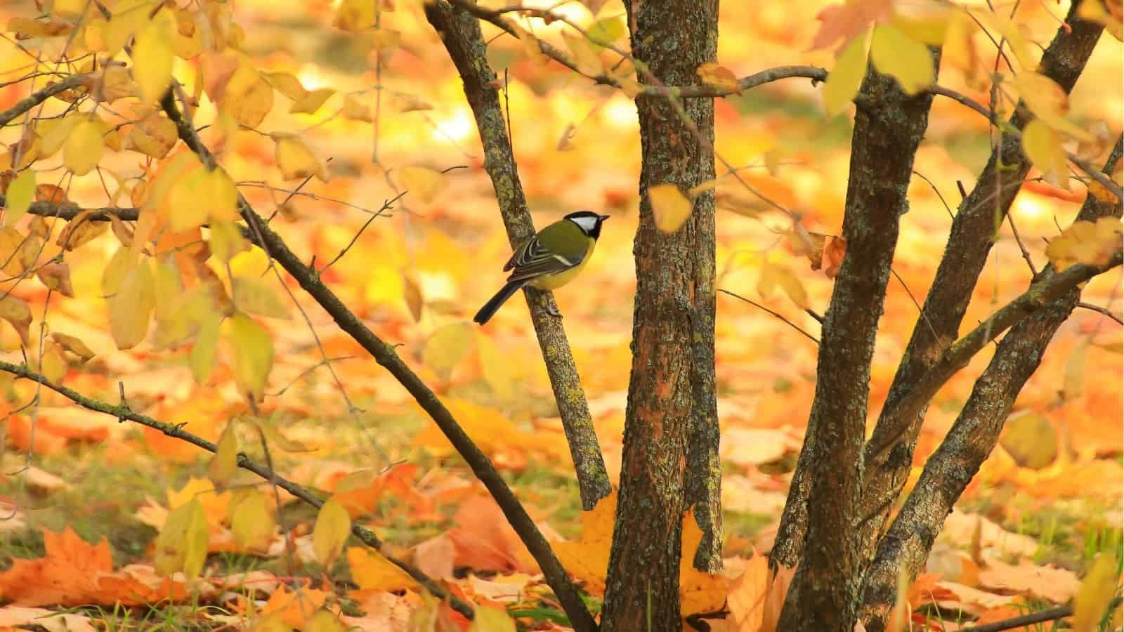 10 Birds You’ll Spot Most Often in Fall • Schisandra & Bergamot