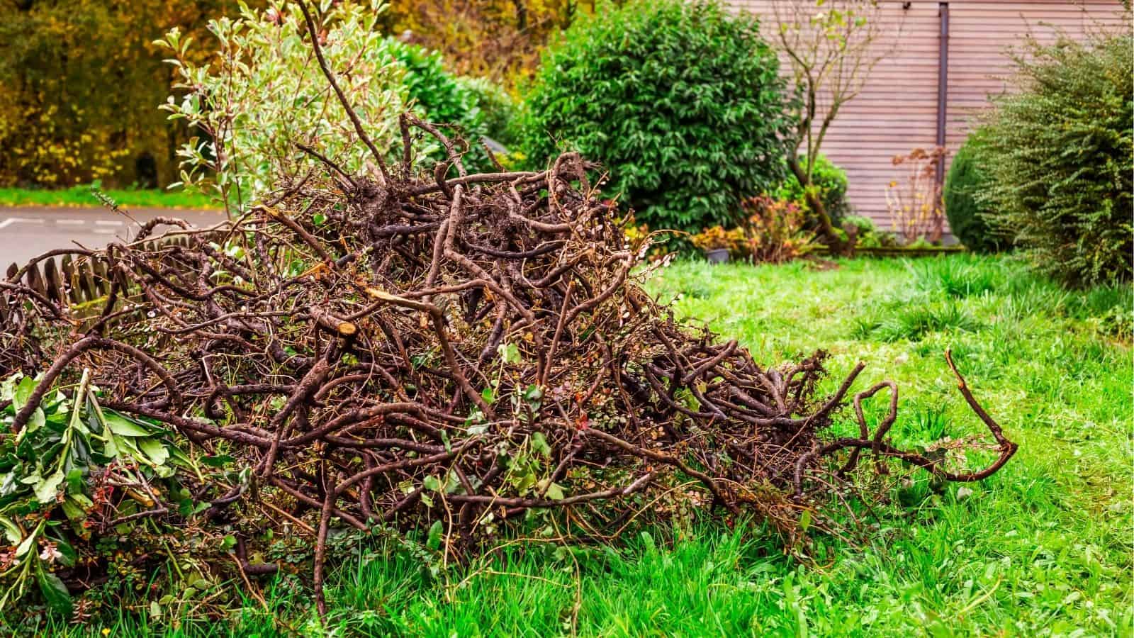 A pile of trimmed branches and twigs sits on a grassy lawn near bushes and a house.