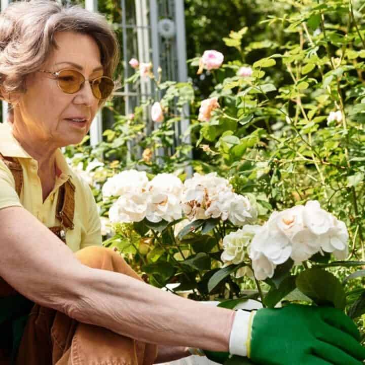 An older woman wearing yellow glasses and green gloves tends to white flowers in a garden.