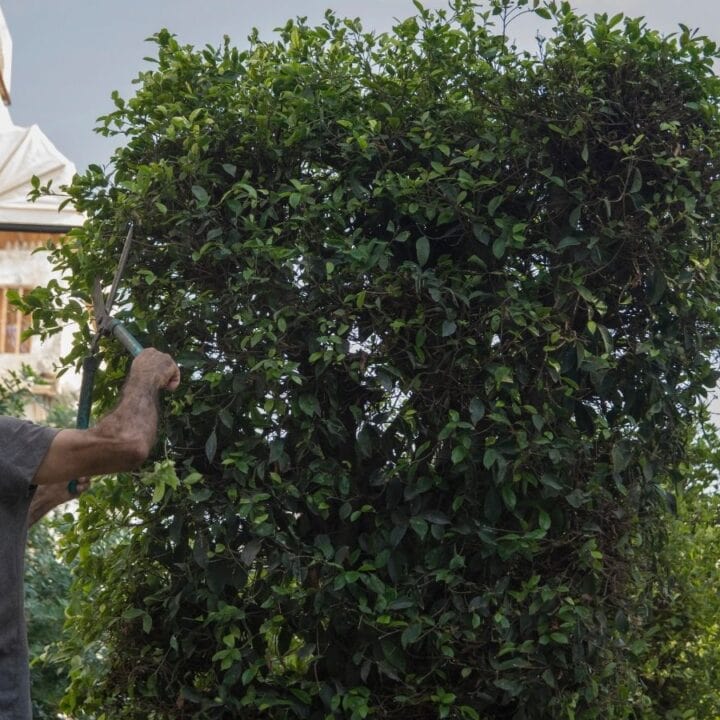 A person uses pruning shears to trim a tall, dense hedge in an outdoor urban area on a clear day.