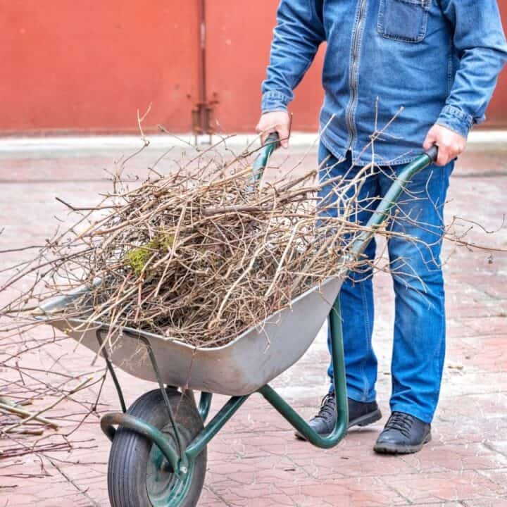 A person in blue jeans and a denim jacket pushes a wheelbarrow filled with dry branches on a paved surface outdoors.