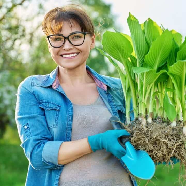Woman wearing glasses and gloves holds a large plant with exposed roots and a garden trowel, standing outdoors in a green garden.