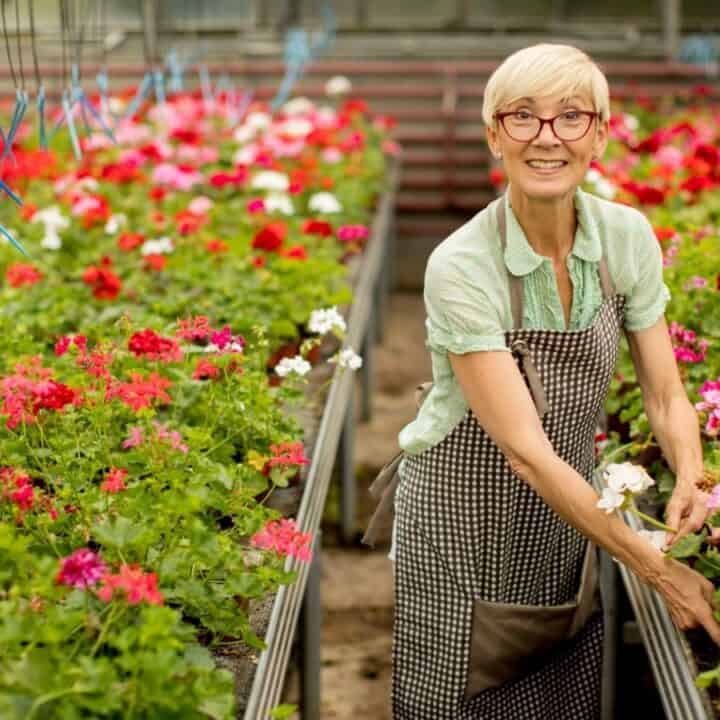 An older woman wearing glasses and an apron tends to blooming flowers in a greenhouse, surrounded by rows of vibrant red and pink plants.