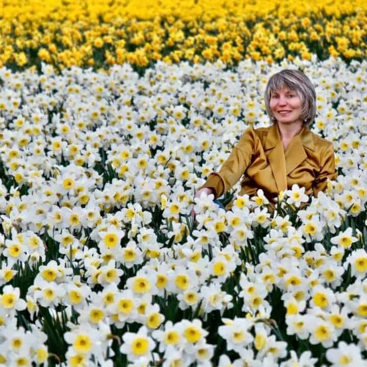 A woman in a gold jacket sits in a large field of white and yellow daffodils, with rows of yellow flowers in the background.