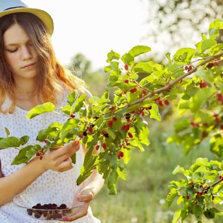 A young woman in a white dress and hat picks berries from a tree branch, holding a bowl, in a sunlit outdoor setting.