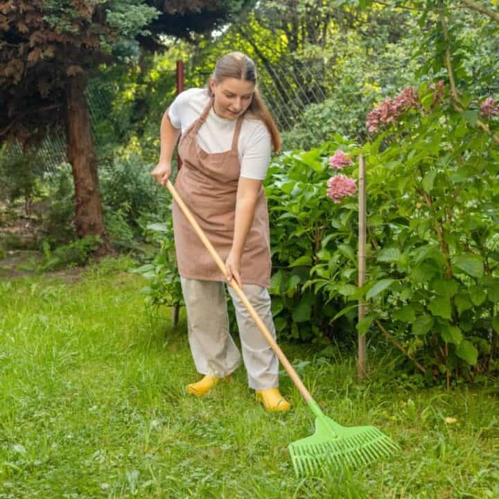 A woman wearing an apron and yellow shoes uses a green rake to tidy the grass in a garden with flowering bushes.