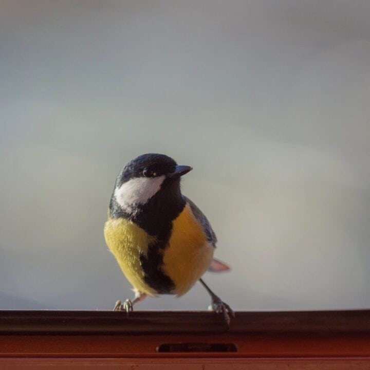 A small bird with black, white, and yellow feathers is perched on the edge of an open window.