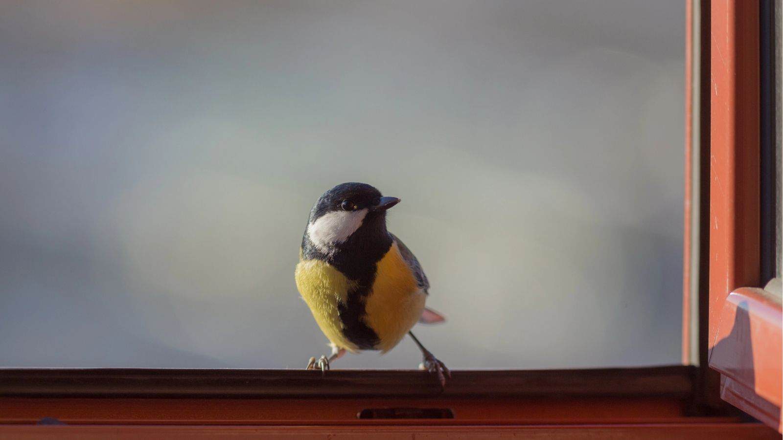 Window Covering Bird Protection 9 Ways to Protect Birds From Window Collisions • Schisandra & Bergamot