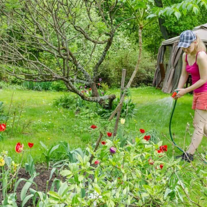 A woman wearing a cap, tank top, and shorts waters flowers in a garden with a hose; a gazebo and trees are in the background.