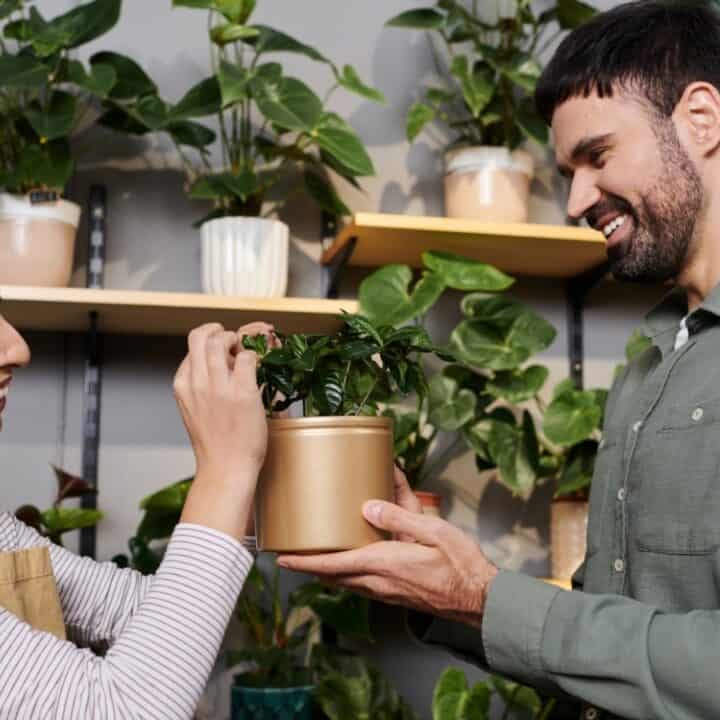 Two people standing indoors with several potted plants, smiling as one person tends to a plant in a gold-colored pot held by the other.