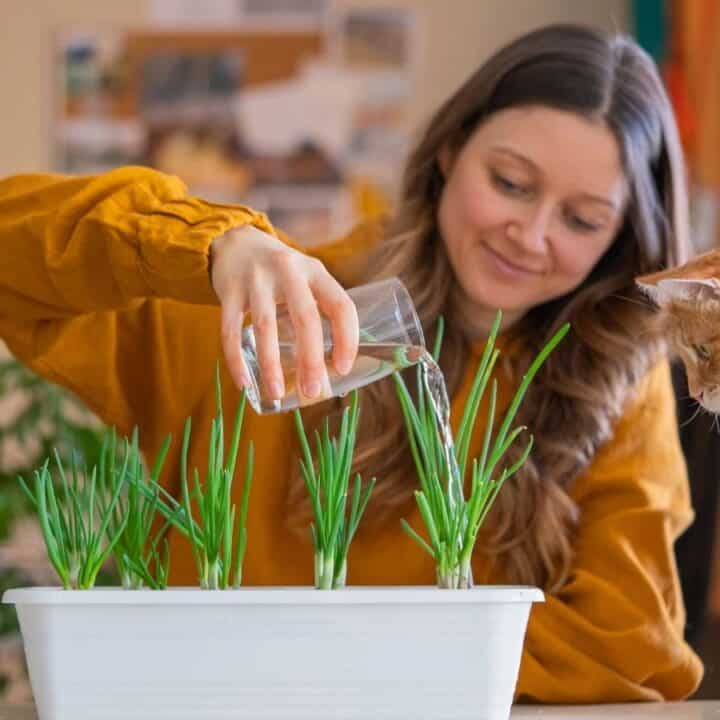 A woman waters green plants in a white container while a ginger cat watches closely indoors.