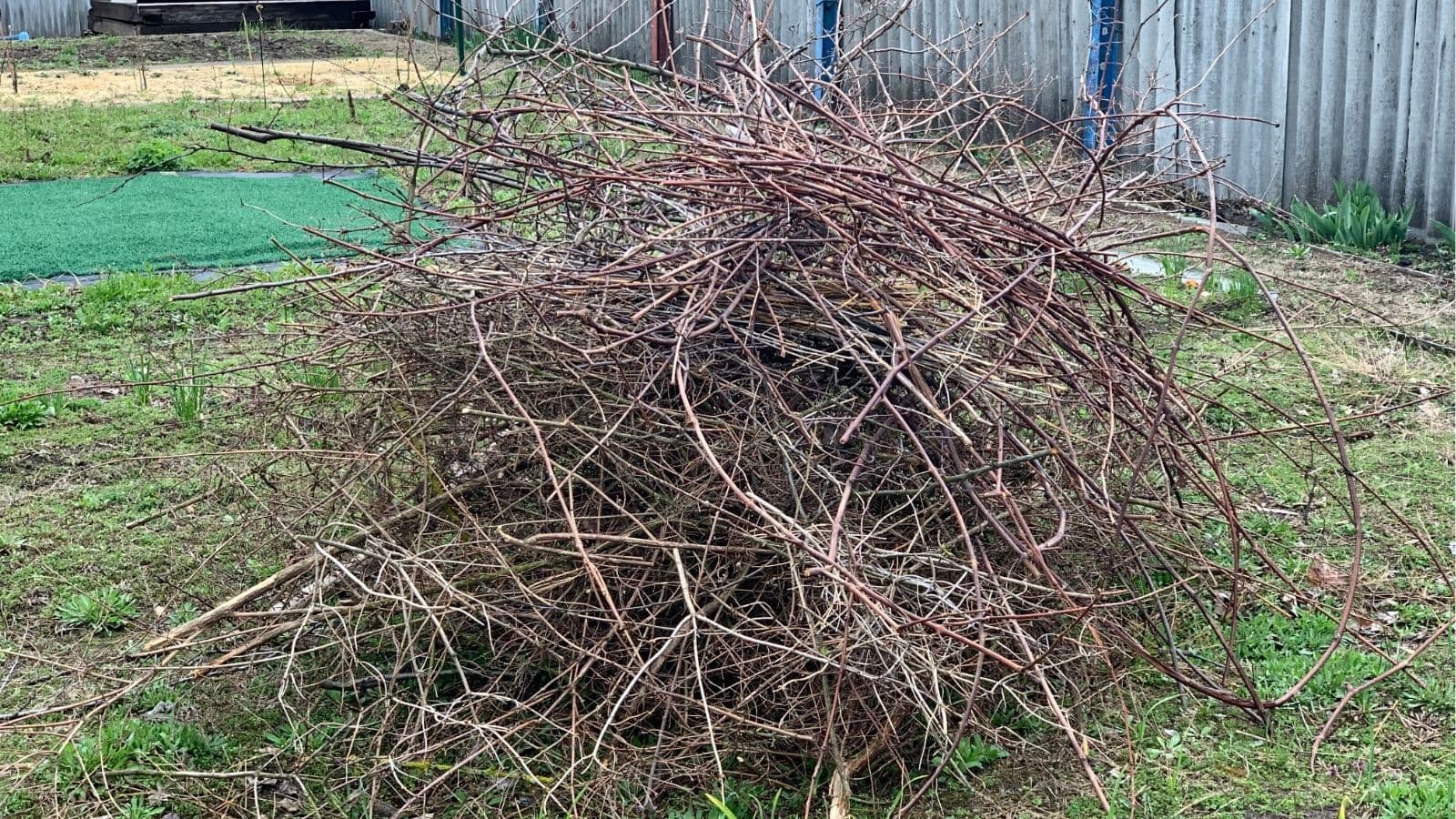 A large pile of dry, thin branches stacked on grass in a backyard with a wooden fence in the background.