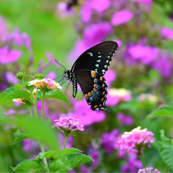 A black swallowtail butterfly with blue and orange spots rests on a cluster of pink flowers in a green garden with blurred purple blooms in the background.