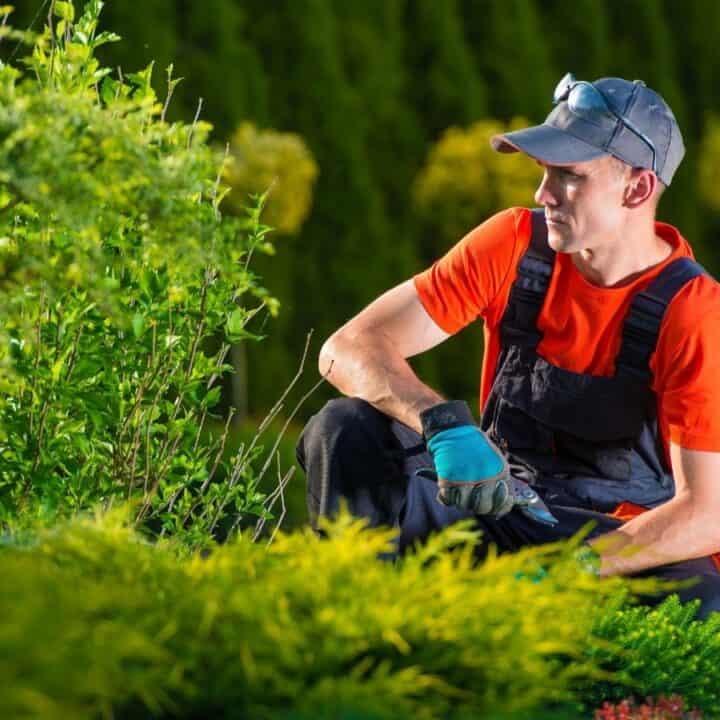 A man wearing work gloves and a cap is kneeling on the grass while trimming bushes in a well-maintained garden.