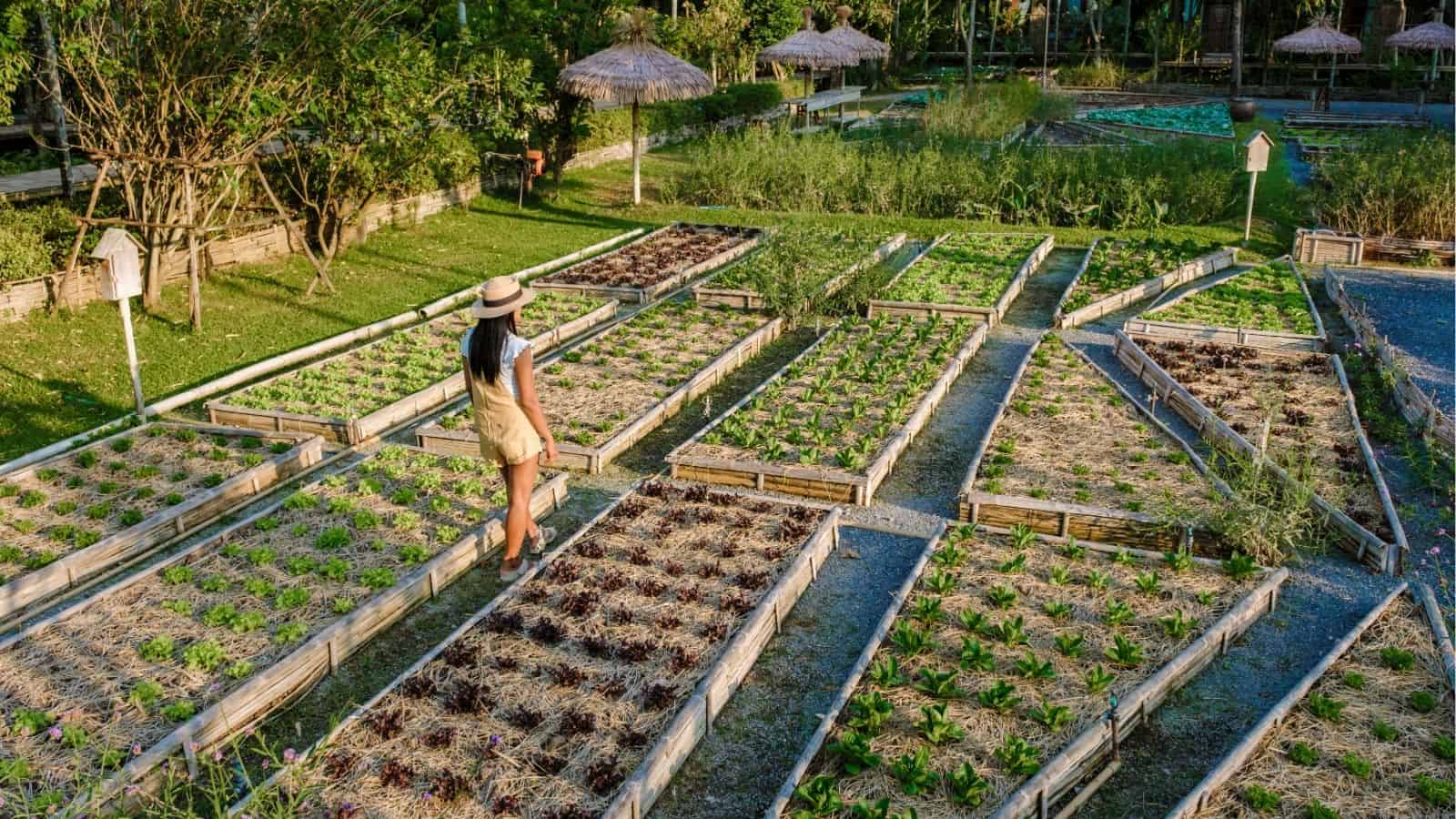A person wearing a hat stands in a vegetable garden with neatly arranged rectangular raised beds, surrounded by greenery and small structures.