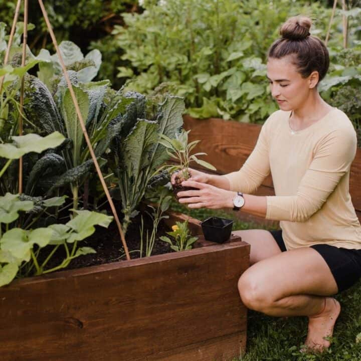 A woman kneels next to a raised garden bed, planting a seedling among leafy green vegetables in an outdoor garden.
