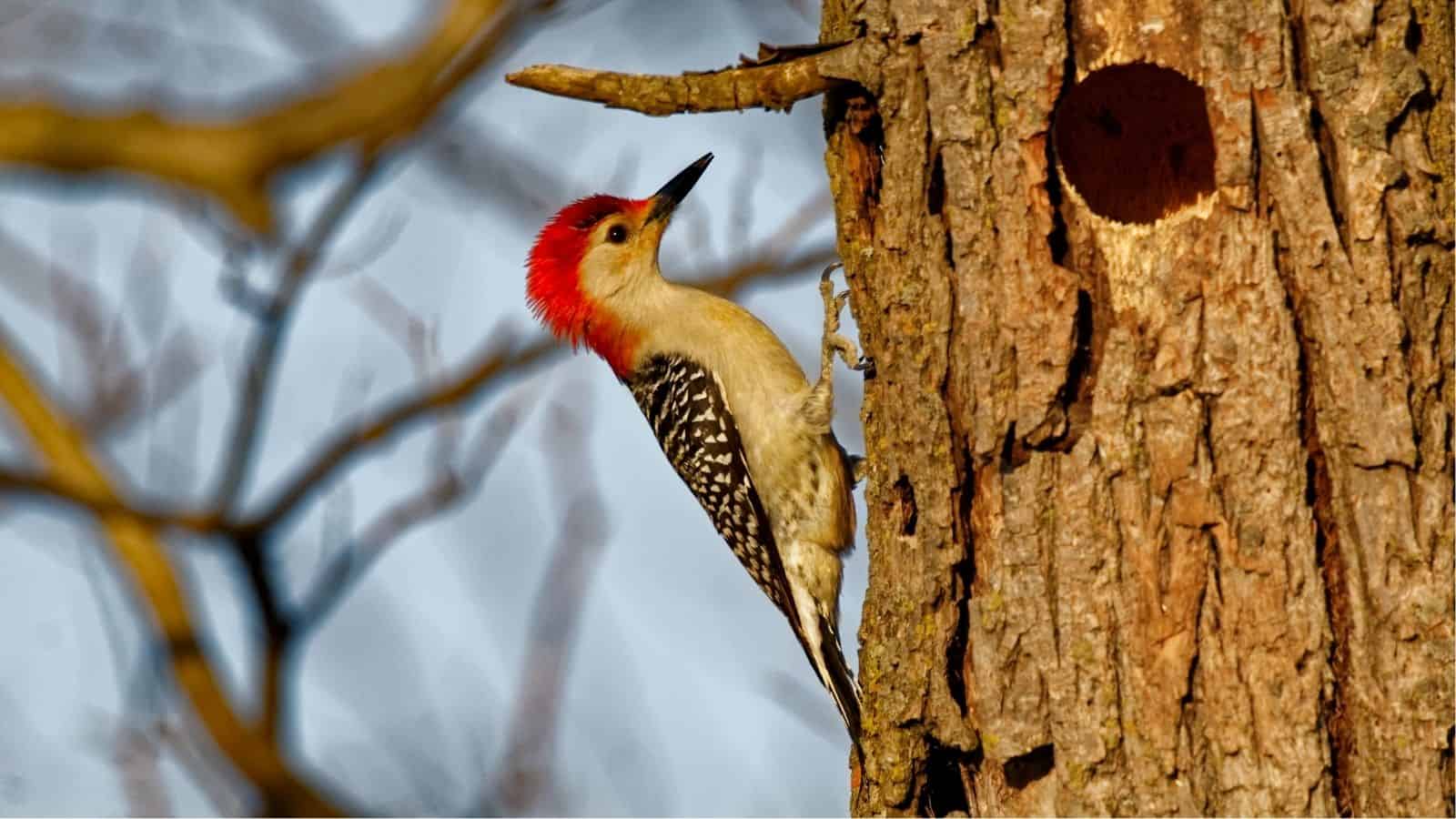 A woodpecker with a red head and black-and-white wings clings to the trunk of a tree near a hole, with blurred branches in the background.