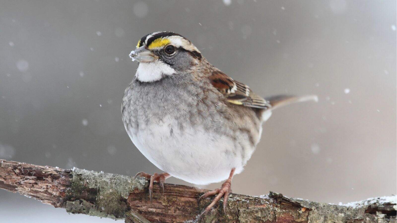 A white-throated sparrow with yellow markings above its eyes perches on a branch in snowy weather.