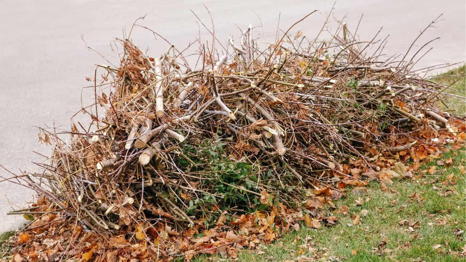A pile of trimmed tree branches and twigs is stacked on a grassy area next to a street, surrounded by fallen leaves.