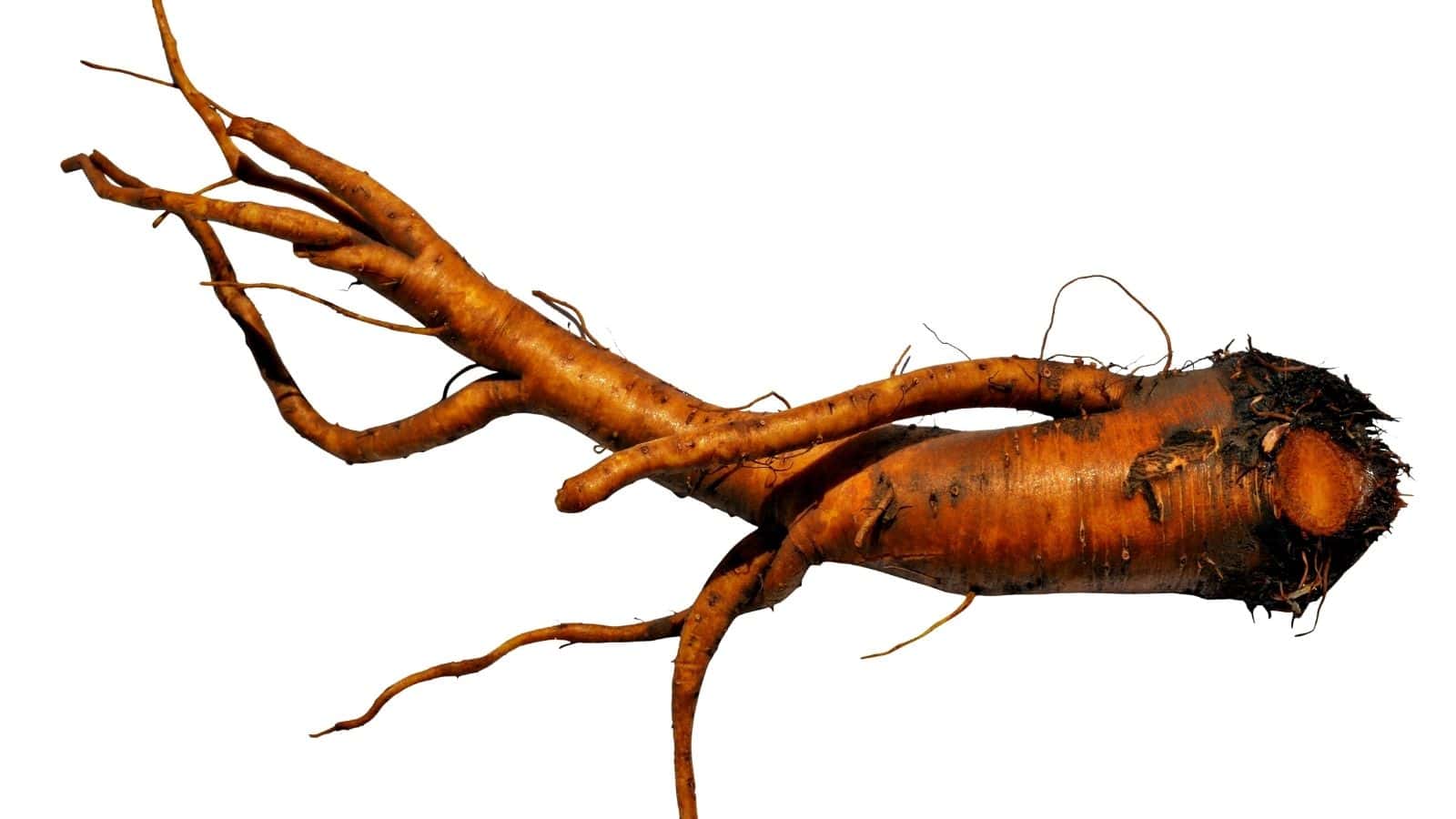 A single horseradish root with several branching, brown, woody offshoots is shown on a white background.