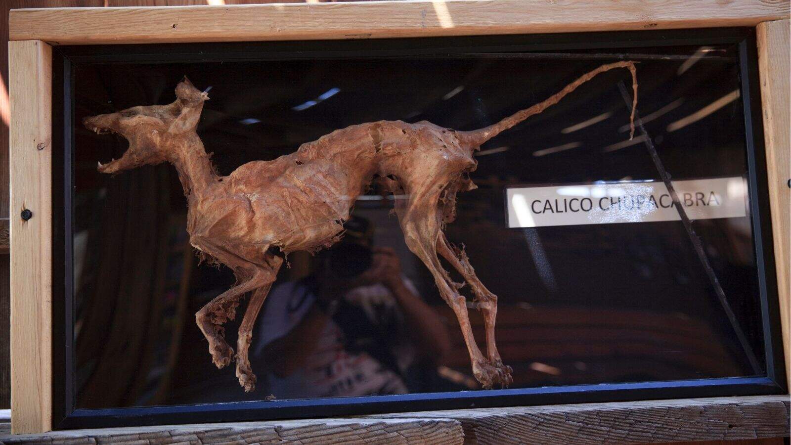 A preserved, mummified animal labeled "Calico Chupacabra" displayed in a glass case with a wooden frame.