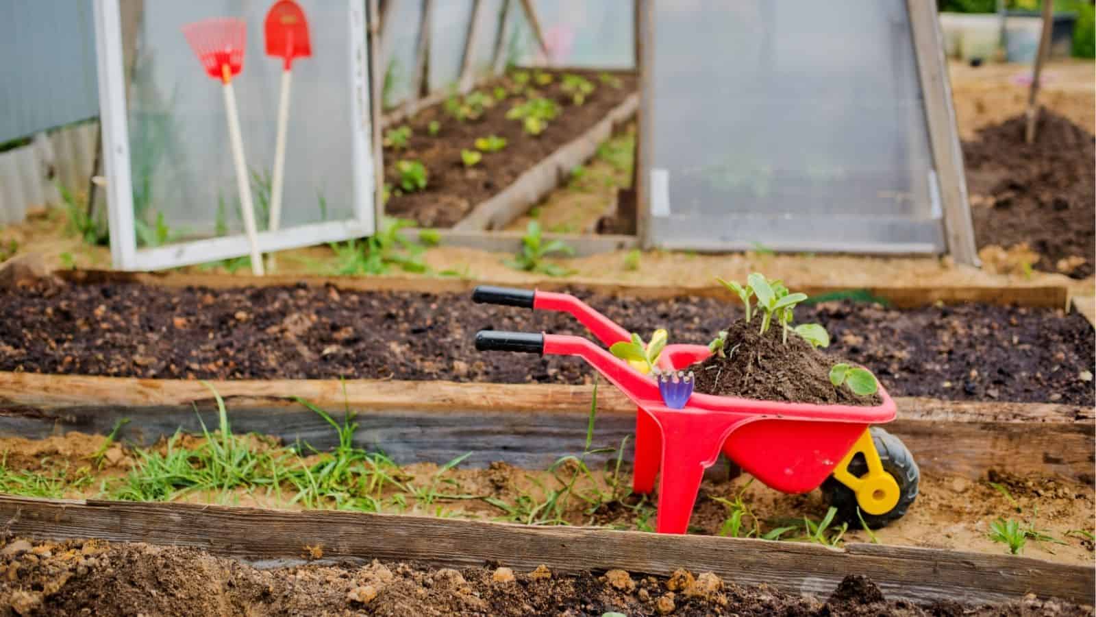 A small red wheelbarrow with soil and seedlings is in a garden with raised beds and two rakes leaning against a greenhouse in the background.