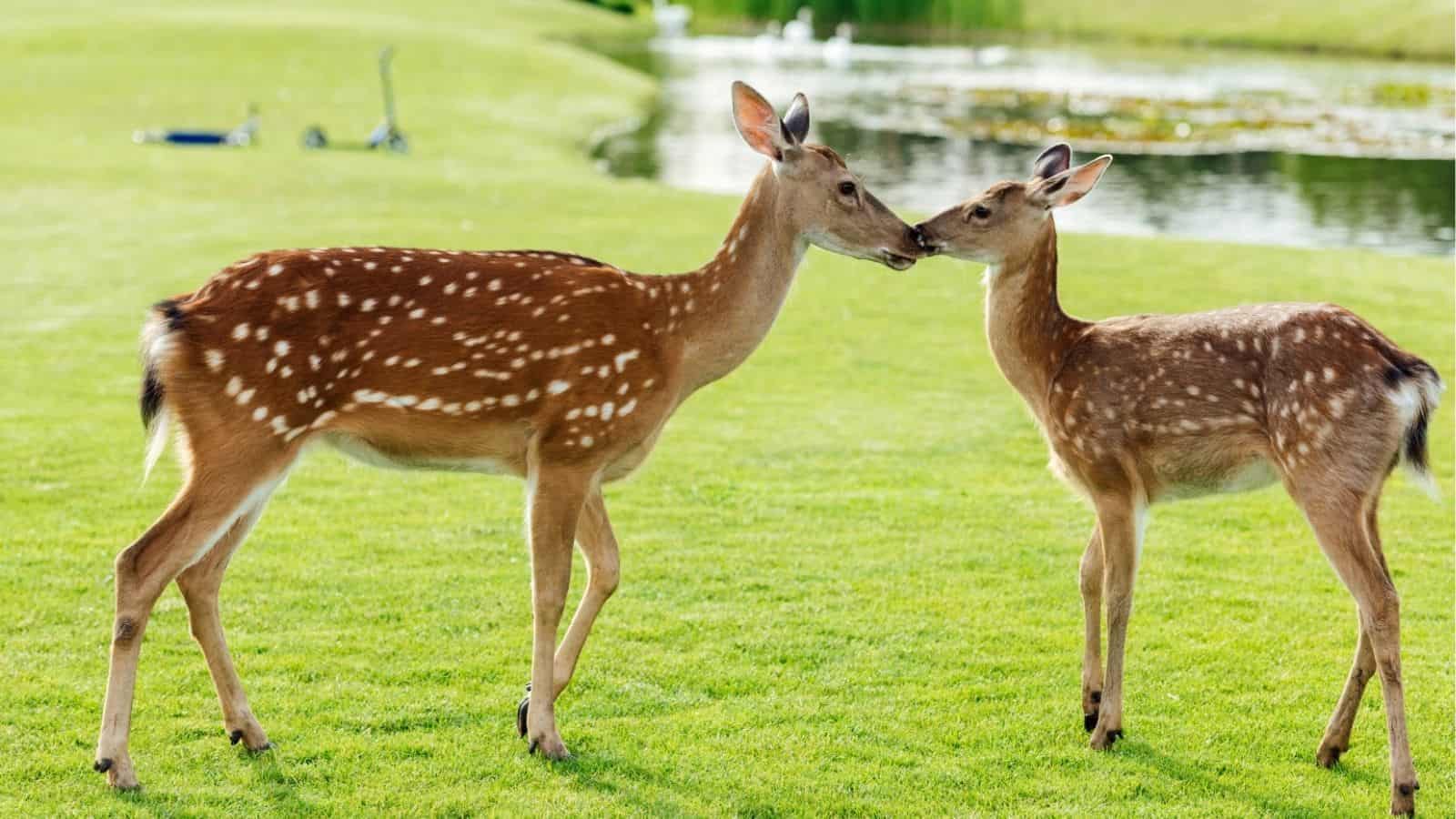 Two spotted deer stand on green grass near a pond, facing each other and touching noses.