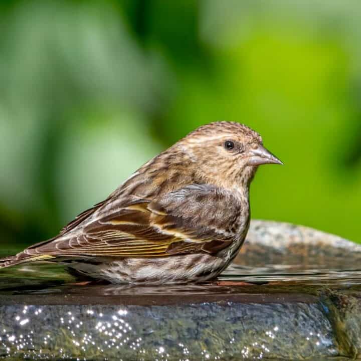 A small brown bird with streaked feathers sits in a shallow birdbath with a green blurred background.