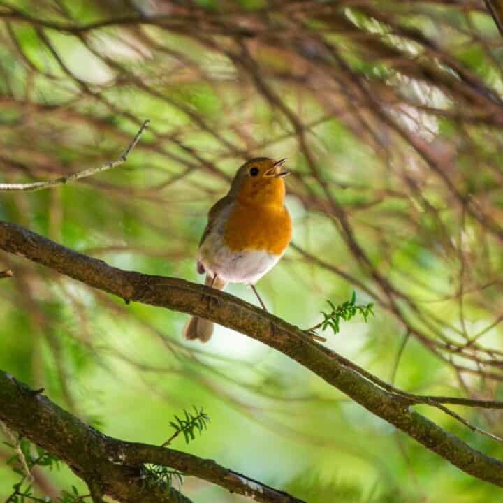 A small bird with an orange breast perches on a tree branch, surrounded by green leaves and branches, with its beak open as if singing.