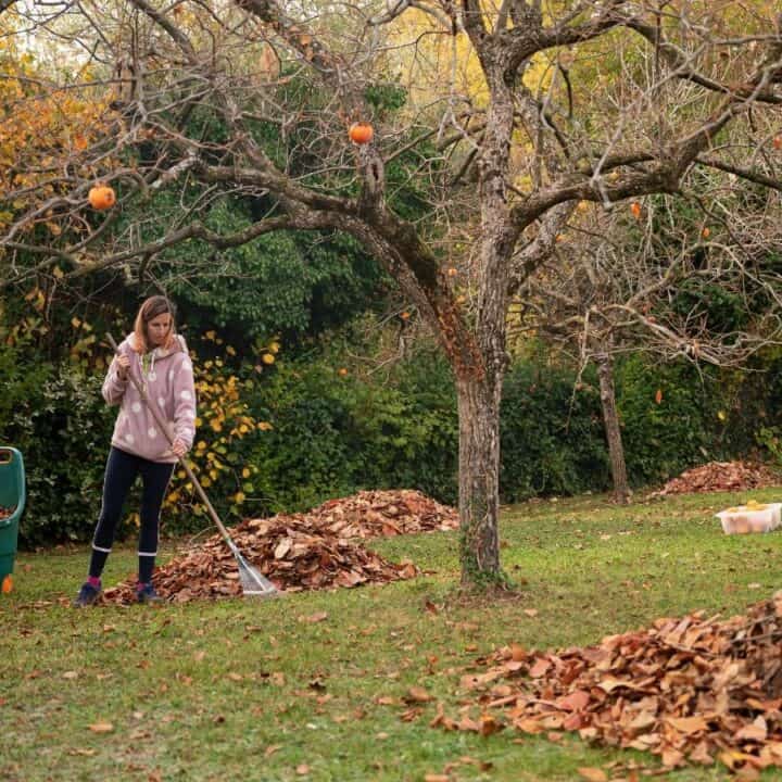 A person rakes fallen leaves into piles under a tree in a grassy yard, with a green container nearby and autumn foliage in the background.