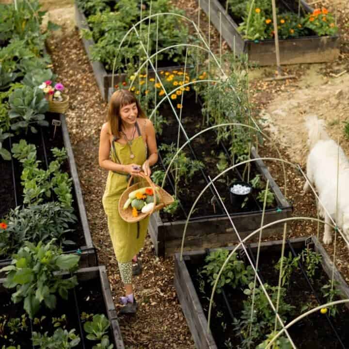 A woman in a yellow apron holds a basket of vegetables while walking through raised garden beds; a white dog walks nearby.