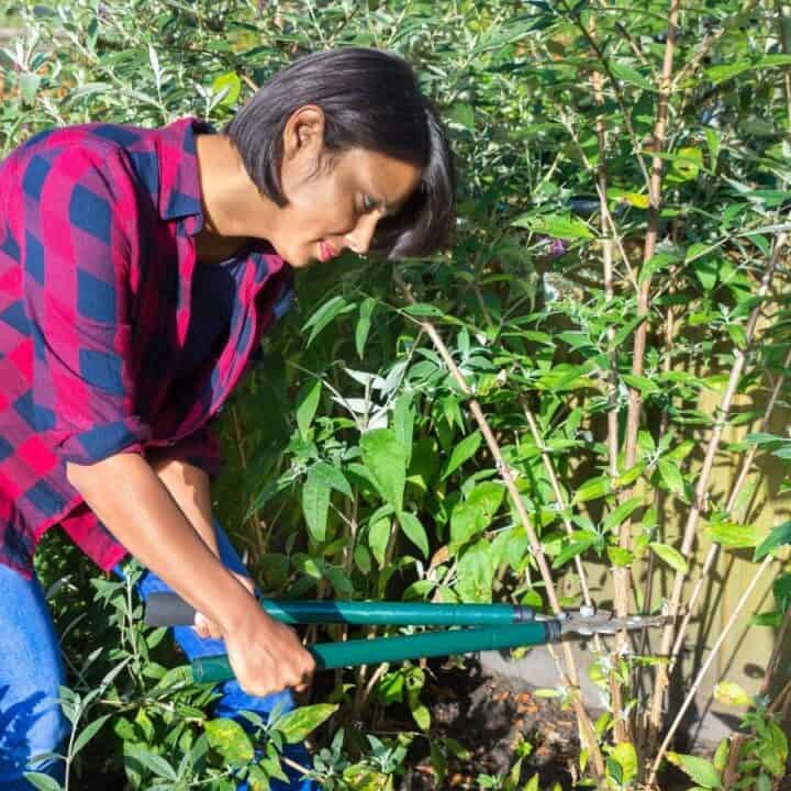 A person in a red and blue plaid shirt uses pruning shears to trim plants in a green garden.