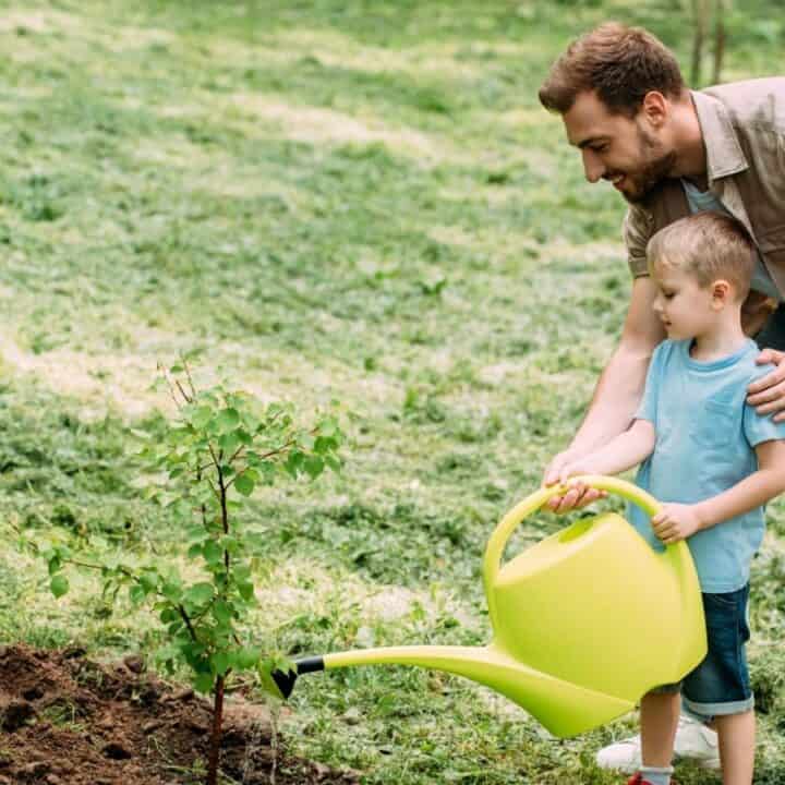 An adult and a child water a small tree with a green watering can in a grassy area; a shovel is stuck in the soil nearby.