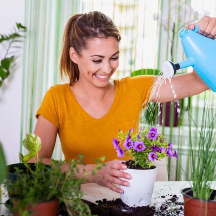 A woman in a yellow shirt waters a potted flowering plant indoors, surrounded by other houseplants and gardening supplies.
