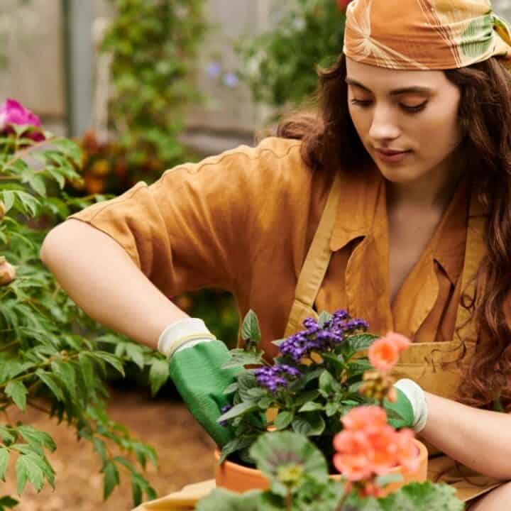 A woman wearing gloves and a headscarf tends to flowering plants in a garden or greenhouse.