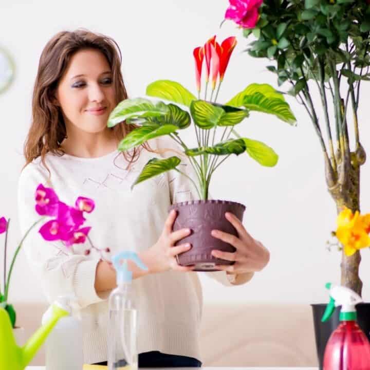 Woman holding a potted plant indoors, surrounded by various houseplants, watering cans, and spray bottles on a table.