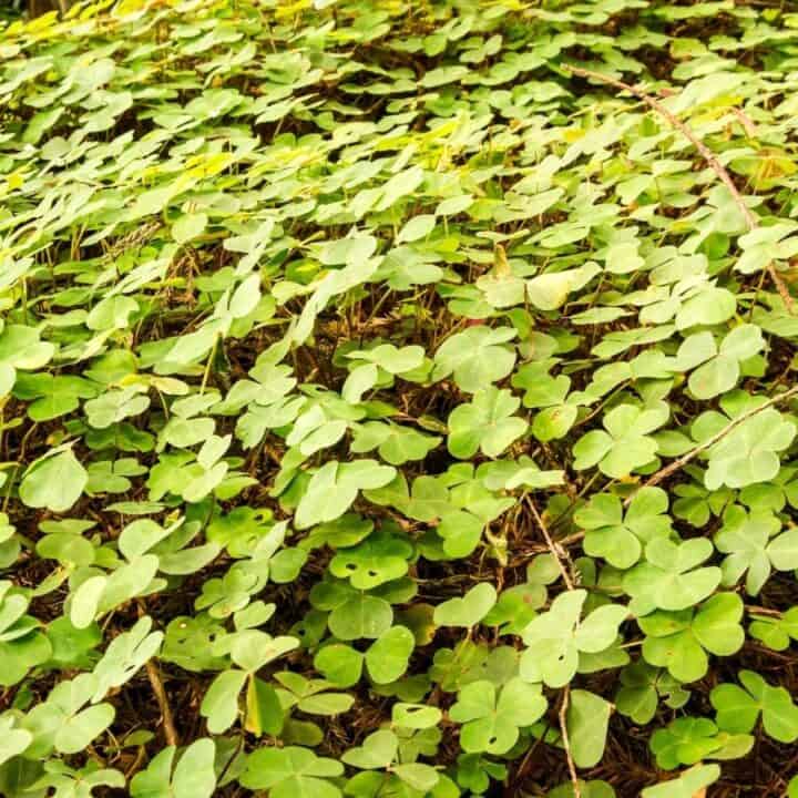 A dense patch of green clover leaves covering the ground.