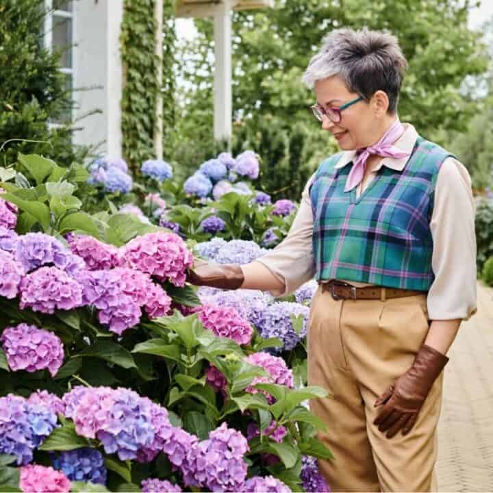 A person wearing glasses and gloves stands on a garden path, touching a cluster of blooming purple and pink hydrangeas.