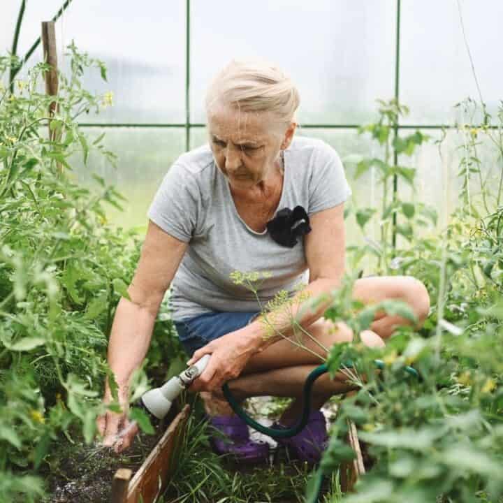An older woman in a gray T-shirt and shorts is kneeling in a greenhouse, watering plants with a hose among rows of green foliage.