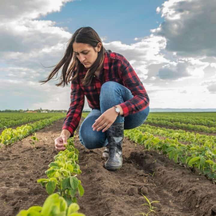 A woman in a red plaid shirt and jeans inspects plants in a field under a cloudy sky.
