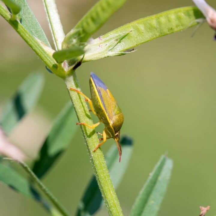 A close-up of a green and yellow bug with red legs on a green plant stem, surrounded by leaves and blurred foliage in the background.