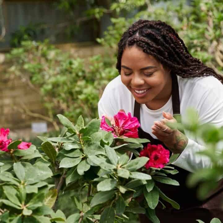 A woman with braided hair smiles while leaning over and smelling bright pink flowers in a garden.
